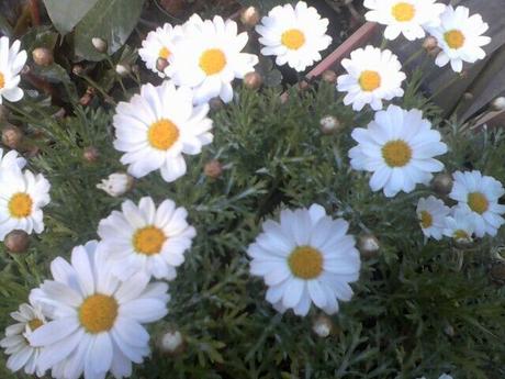 Bouture Anthémis en fleur Bouture Anthémis en fleur