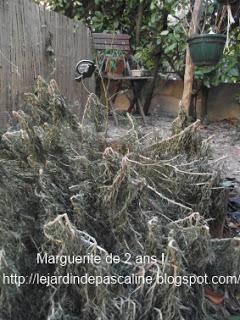 Bouture Anthémis en fleur Bouture Anthémis en fleur