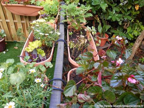 Bouture Anthémis en fleur Bouture Anthémis en fleur