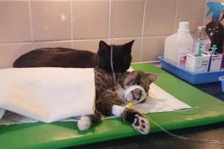 radamenes-le-chat-miracule-devenu-infirmier