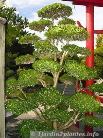 Le jardin japonais est un art associant l'eau, le végétal et la pierre