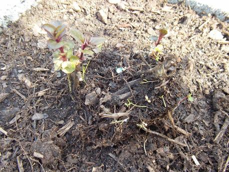 Les nouveautés au jardin : arbres et plantes