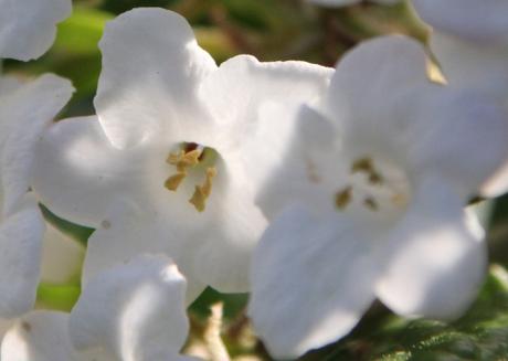 Viburnum très parfumé Viburnum très parfumé