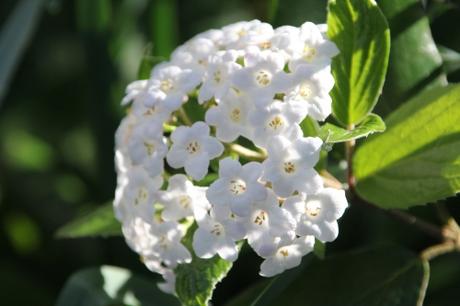 Viburnum très parfumé Viburnum très parfumé