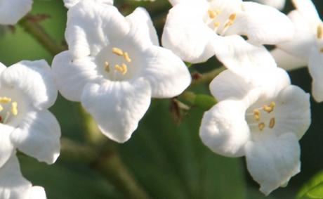 Viburnum très parfumé Viburnum très parfumé