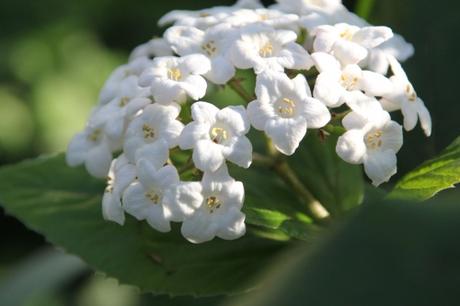 Viburnum très parfumé Viburnum très parfumé
