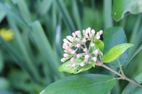 Viburnum très parfumé Viburnum très parfumé