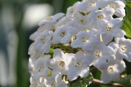 Viburnum très parfumé Viburnum très parfumé