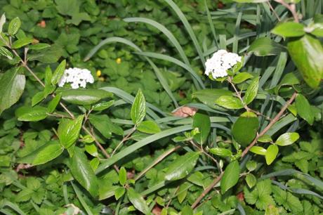 Viburnum très parfumé Viburnum très parfumé