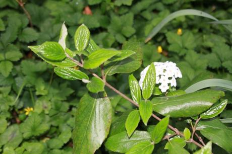 Viburnum très parfumé Viburnum très parfumé