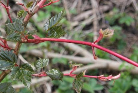 Le réveil des érables Le réveil des érables