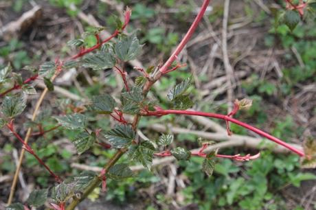 Le réveil des érables Le réveil des érables