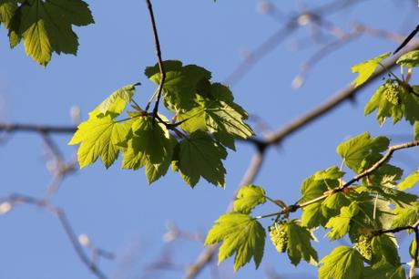 Le réveil des érables Le réveil des érables