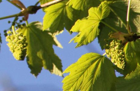 Le réveil des érables Le réveil des érables