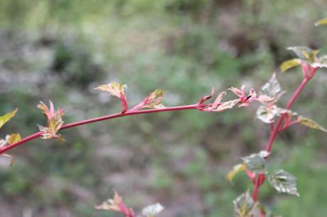 Le réveil des érables Le réveil des érables