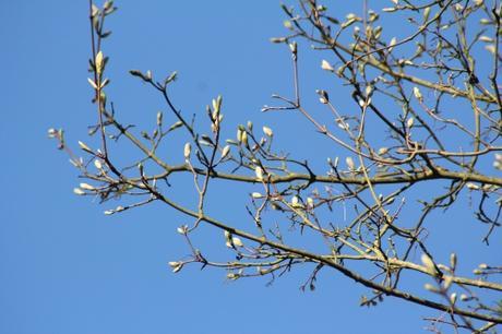 Le réveil des érables Le réveil des érables