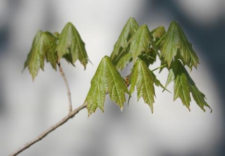 Le réveil des érables Le réveil des érables