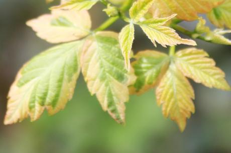 Le réveil des érables Le réveil des érables