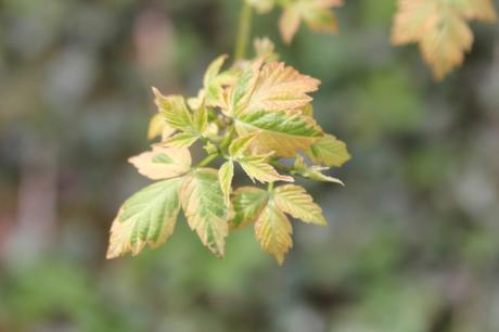 Le réveil des érables Le réveil des érables