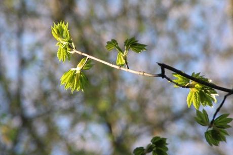 Le réveil des érables Le réveil des érables