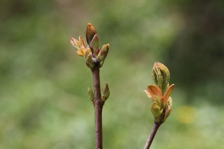 Le réveil des érables Le réveil des érables