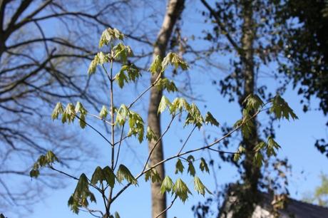 Le réveil des érables Le réveil des érables