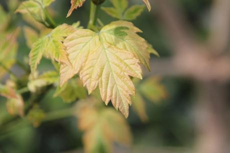 Le réveil des érables Le réveil des érables