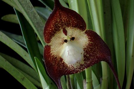 Dracula Simia – L’Orchidée Singe