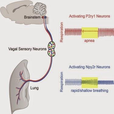 #Cell #respiration #tronccérébral #nerfvague #vagal #neuronessensorielsvagaux #P2ry1 #Npy2r Contrôle différentiel de la respiration par différents sous-types de neurones sensoriels vagaux