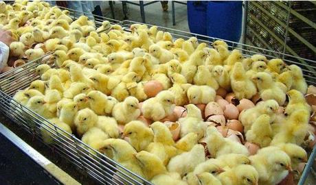 Qu'est ce que le sexage ??? Qu'est ce que le sexage ???