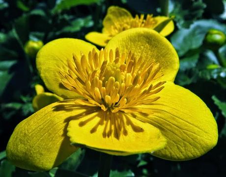 Caltha palustris (Populage des marais)