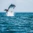  Expérience bretonne : Partir observer les grands dauphins de la baie du Mont-Saint-Michel 