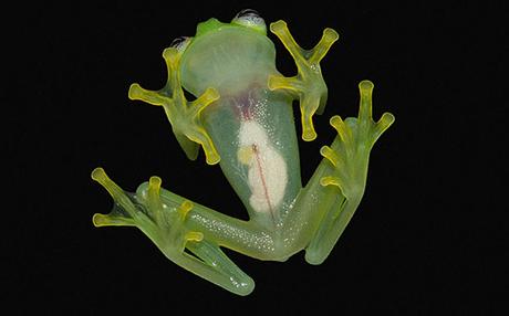 Découverte d’une espèce de grenouille qui ressemble à Kermit Kermit-in-real-life