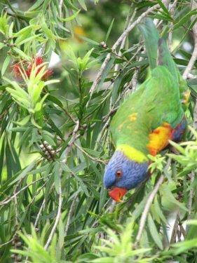 rainbow_lorikeet_upside_down.jpg rainbow_lorikeet_upside_down.jpg