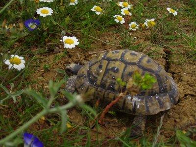 La libération de Fati !