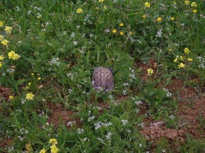 La libération de Fati !