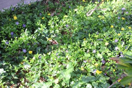 Les floraisons d'avril, suite Les floraisons d'avril, suite