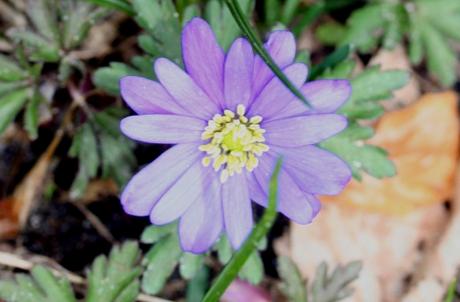 Les floraisons d'avril, suite Les floraisons d'avril, suite