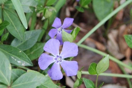 Les floraisons d'avril, suite Les floraisons d'avril, suite