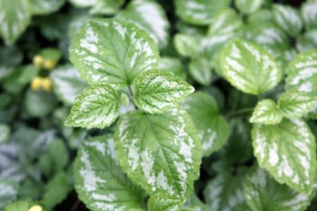 Les floraisons d'avril, suite Les floraisons d'avril, suite