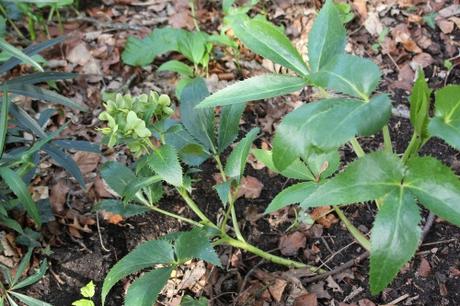 Les floraisons d'avril, suite Les floraisons d'avril, suite