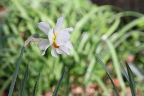 Les floraisons d'avril, suite Les floraisons d'avril, suite