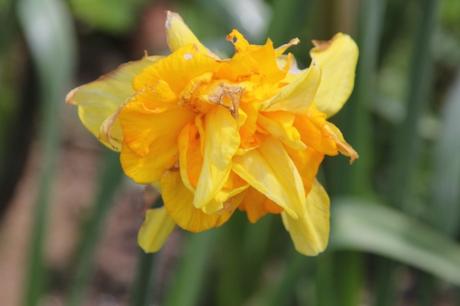 Les floraisons d'avril, suite Les floraisons d'avril, suite