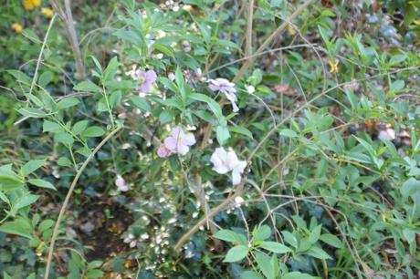 Les floraisons d'avril, suite Les floraisons d'avril, suite