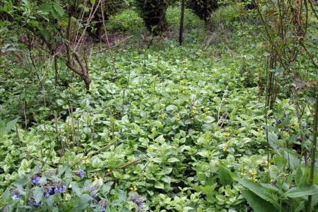 Les floraisons d'avril, suite Les floraisons d'avril, suite
