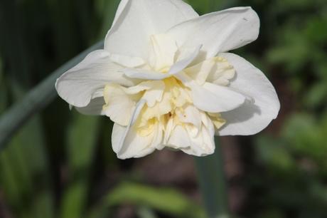 Les floraisons d'avril, suite Les floraisons d'avril, suite