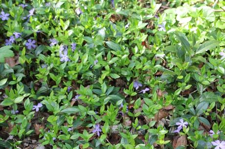 Les floraisons d'avril, suite Les floraisons d'avril, suite