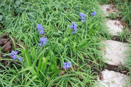 Les floraisons d'avril, suite Les floraisons d'avril, suite