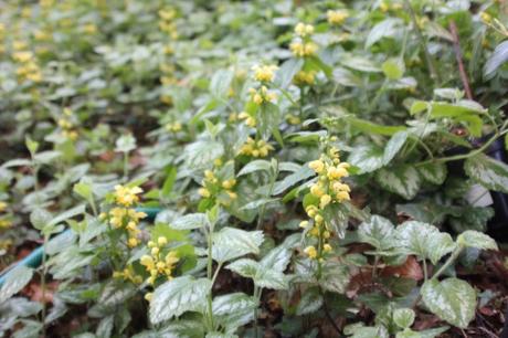 Les floraisons d'avril, suite Les floraisons d'avril, suite