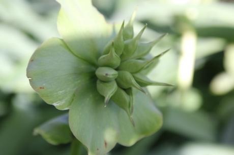 Les floraisons d'avril, suite Les floraisons d'avril, suite